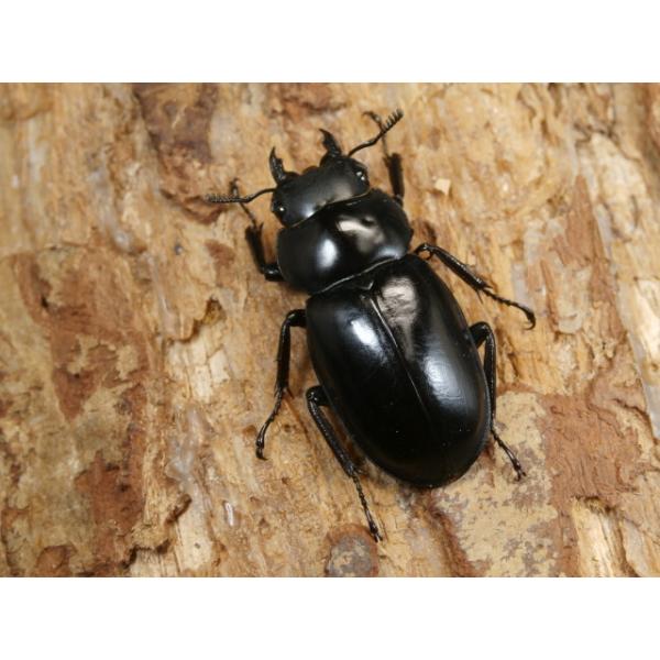 ボーリンフタマタクワガタ♀単品インド　アルナーチャル・プラデーシュ州ローワースバンシリ　F333ミリ　R7年10月羽化画像は出品個体です。