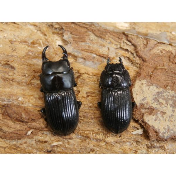 ナカネネブト♂♀ペア台湾 屏東縣大漢山　F3♂15〜16ミリ　R7年11月羽化♀13〜14ミリ　R7年11月羽化画像は参考個体です。