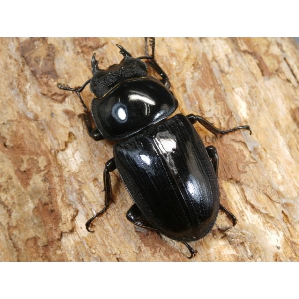 グランディスオオクワガタ♀単品インド　マニプル州ラムカ　CBF1♀47ミリ　R7年8月羽化前胸背板が歪んでます。画像は出品個体です。