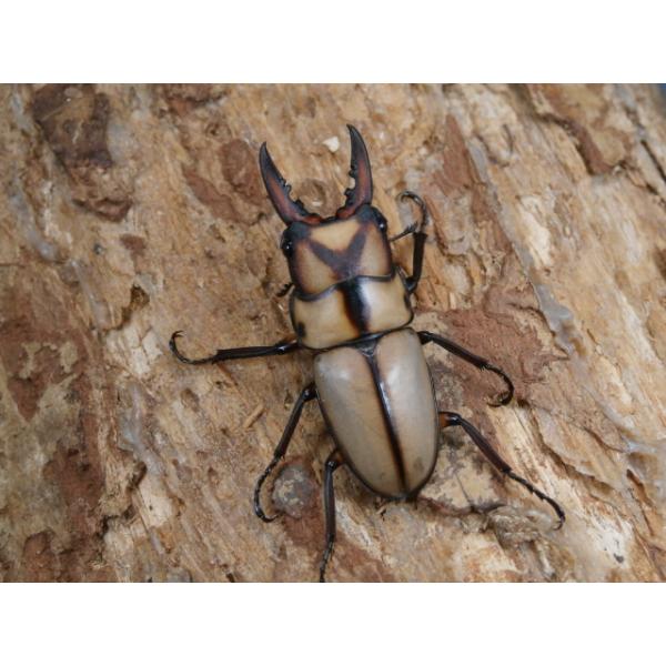 スツラリスノコギリ♂♀ペアベトナム　イエンバイ　F2♂34ミリ　R7年10月羽化♀21ミリ　R7年10月羽化画像は出品個体です。