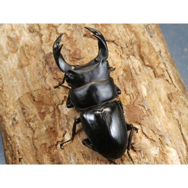 ホペイオオクワガタ♂単品中国福建省北峰　CBF1♂64ミリ　R7年7月羽化画像は出品個体です。