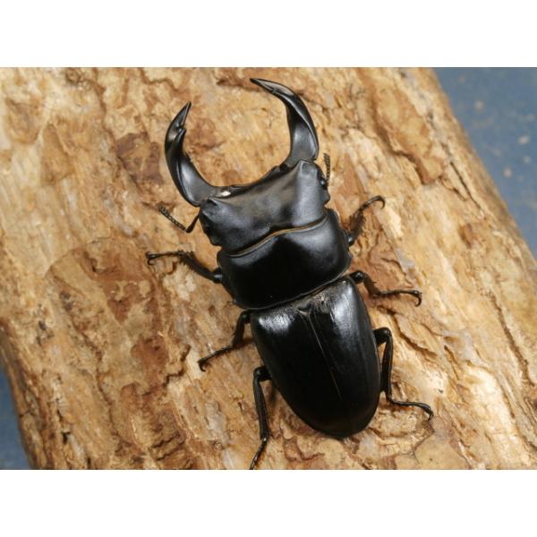 ホペイオオクワガタ♂単品中国福建省北峰　CBF1♂63ミリ　R7年7月羽化画像は出品個体です。