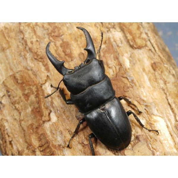 本土ヒラタ幼虫3頭京都府京田辺市　WF1初2令幼虫3頭　R8年1月孵化画像は参考個体です。