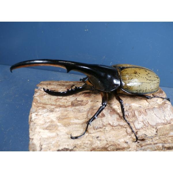 ヘラクレス（ヘラヘラ）♂♀ペアグアドループ　CBF1♂149ミリ　R7年11月下旬羽化♀68ミリ　R7年11月上旬羽化♂の胸角がわずかに曲がってます。♀の画像はございませんが、問題は無く完品です。画像は出品個体です。