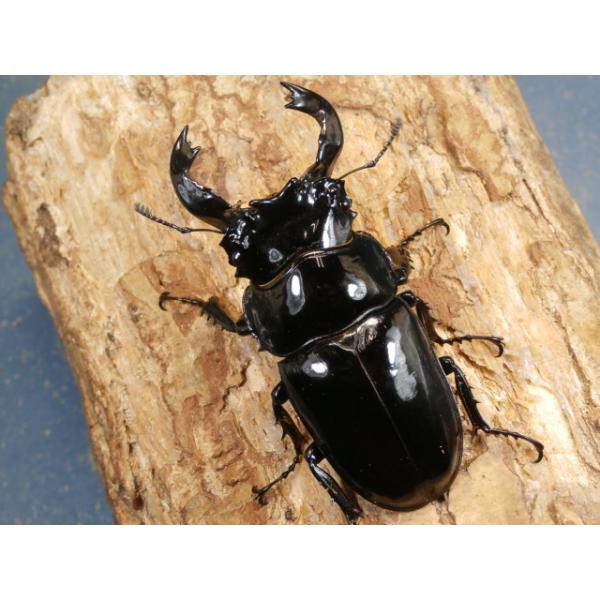 タランドゥスオオツヤクワガタ♂♀ペアコンゴ民主共和国産　CBF1♂74ミリ　R7年10月羽化♀50ミリ　R7年10月羽化画像は出品個体です。