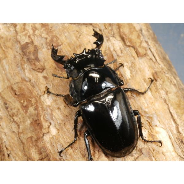 タランドゥスオオツヤクワガタ♂♀ペアコンゴ民主共和国産　CBF1♂62ミリ　R7年10月羽化♀49ミリ　R7年10月羽化画像は出品個体です。