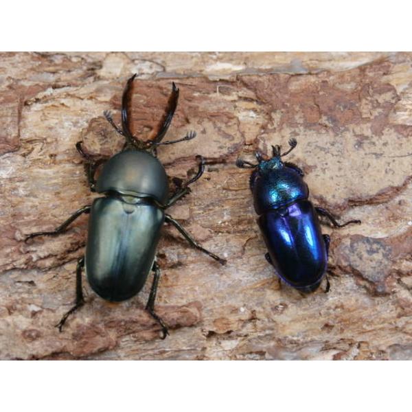 パプアキンイロクワガタ幼虫3頭インドネシア　ワメナ　CBF1初2令幼虫3頭　R8年1月孵化複数のペアを使って産卵させました。画像は参考個体です。