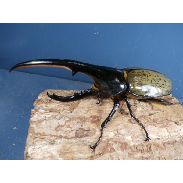 ヘラクレス（ヘラヘラ）♂♀ペアグアドループ　CBF1♂152ミリ　R7年12月上旬羽化♀72ミリ　R7年11月上旬羽化♀の画像はございませんが、問題は無く完品です。画像は出品個体です。