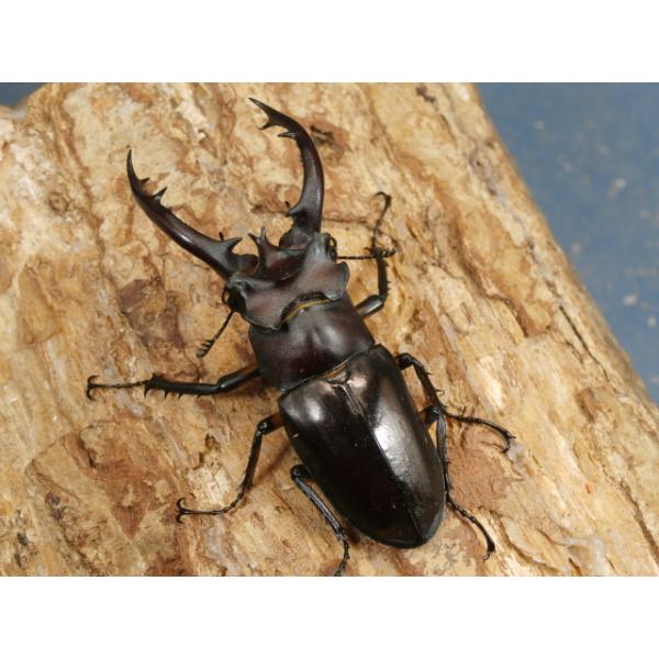 タイワンミヤマ♂単品台湾　新北市　三峡　WF165ミリ　　 R7年12月羽化画像は出品個体です。