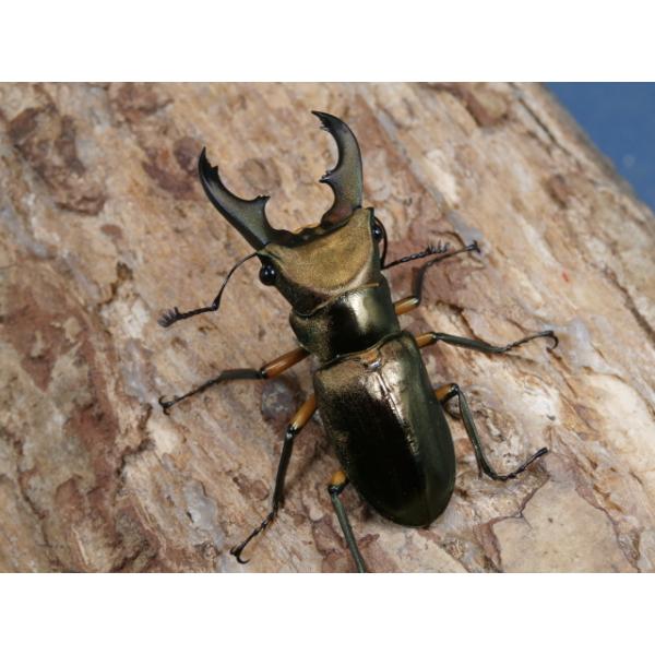 エラフスホソアカ♂単品スマトラ島デンポー山　F245ミリ　　 R7年11月羽化画像は出品個体です。