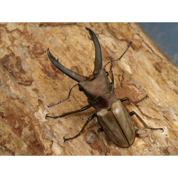 モンタネルスホソアカ♂単品ボルネオ島トゥルスマディ山　WF149ミリ　　 R7年11月羽化画像は出品個体です。