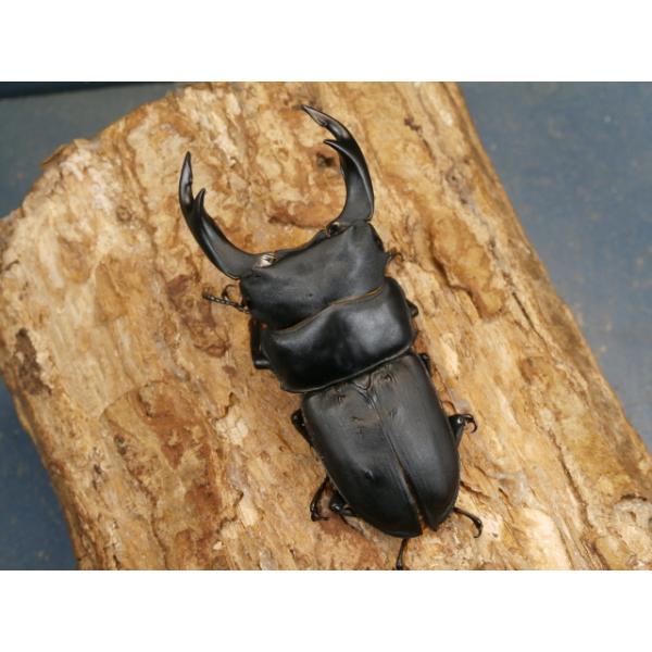 オオクワガタ（久留米）76ミリ♂♀ペア No.1348 : 虫屋ドットコム