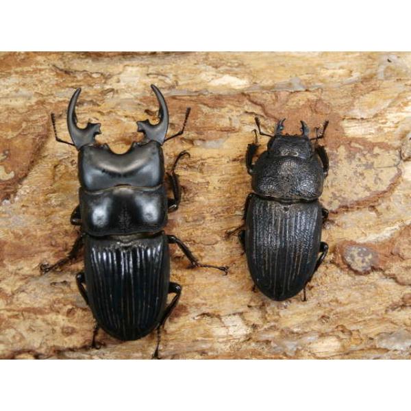 �v���e�B�I�h���l�u�g �c�������y�A No.2170 ���i�摜