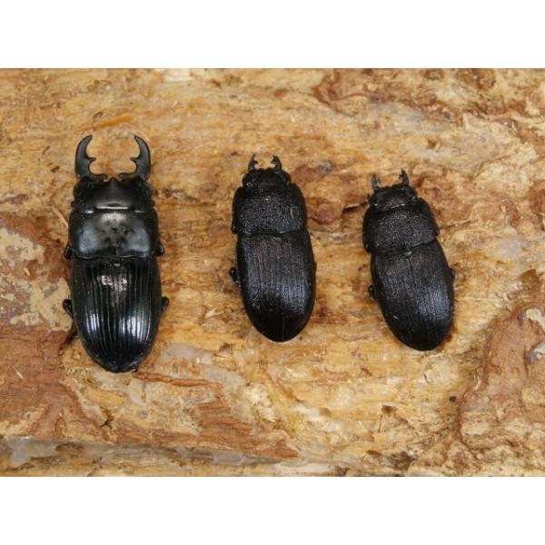 フィリピンネブト（ミンダナオ島）23ミリ1♂2♀計3頭 No.2483