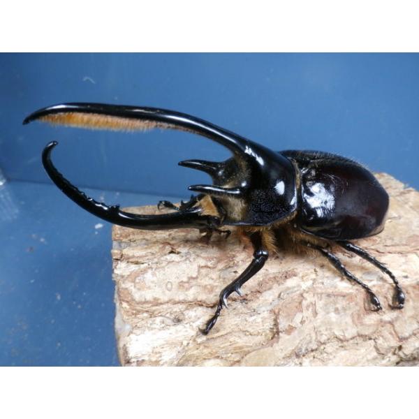 ネプチューンオオカブト初2令幼虫3頭　No.2556