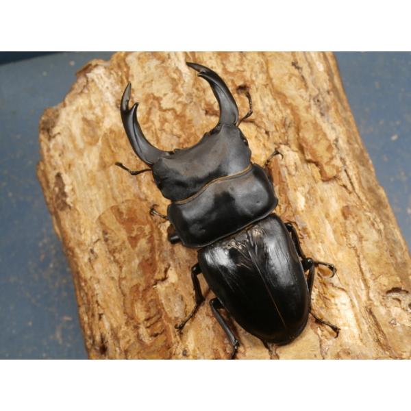 オオクワガタ幼虫3頭大阪府豊能郡能勢町　CBF1初2令幼虫3頭　　1ヶ月以内に孵化した幼虫です。複数のペアから産卵させました。♂親は83〜85ミリを使用しました。菌糸カップに入れて発送いたします。当該商品は繁殖個体です。画像は参考個体です。