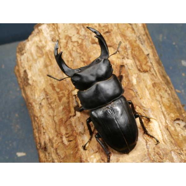 オオクワガタ♂♀ペア大阪府豊能郡能勢町　CBF1♂80ミリ　R7年6〜7月羽化♀50〜51ミリ　R7年6〜7月羽化明記するほどの欠点はございませんが、わずかな傷やへこみはご了承下さい。当該商品は繁殖個体です。画像は参考個体です。