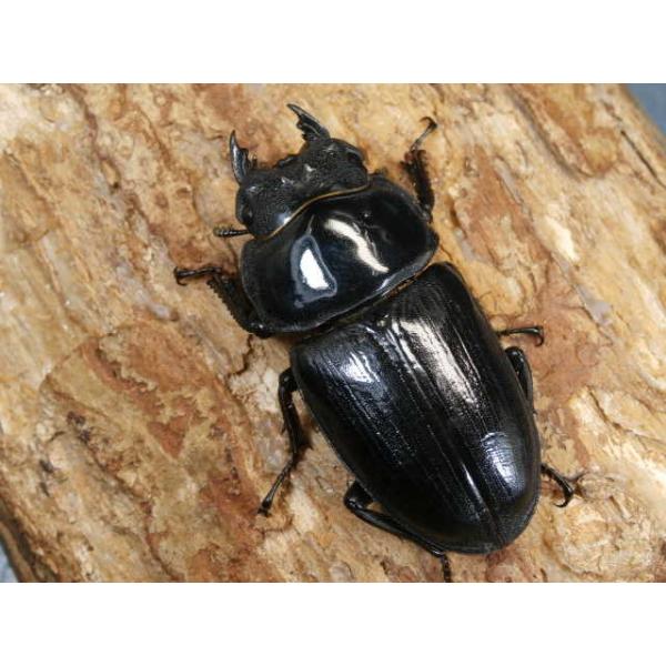オオクワガタ♀単品大阪府豊能郡能勢町　CBF155ミリ　R7年6〜7月羽化当該商品は繁殖個体です。画像は参考個体です。