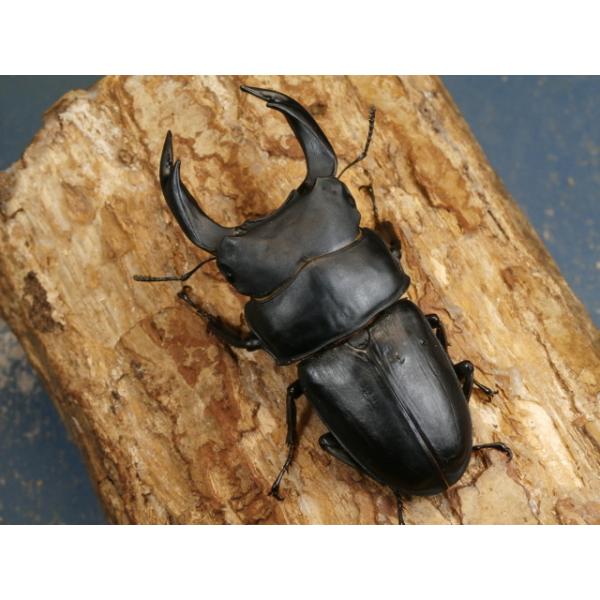 オオクワガタ♂♀ペア大阪府豊能郡能勢町　CBF1♂84ミリ　R7年7月羽化♀53ミリ　R7年6月羽化♂の上翅に傷があり、左後脚が動きません。♀の画像はございませんが、問題は無く完品です。当該商品は繁殖個体です。画像は出品個体です。