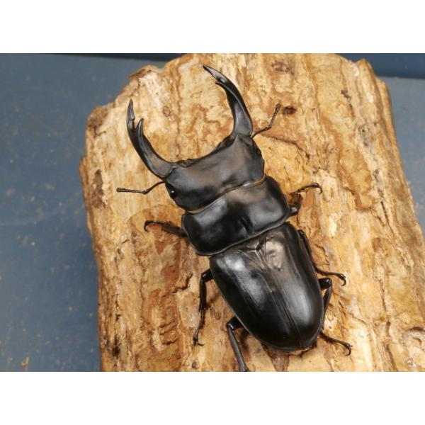 能勢産オオクワガタ ♂88.7 ♀56.2 標本用 オスメスペア 能勢産オオクワガタ ♂88.7 ♀56.2 標本用 オスメスペア 価格の