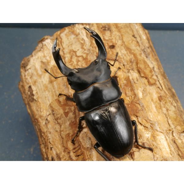 オオクワガタ♂♀ペア大阪府豊能郡能勢町　CBF1♂87ミリ　R7年7月羽化♀57ミリ　R7年7月羽化♂の上翅先端のずれがあります。♀の画像はございませんが、問題は無く完品です。当該商品は繁殖個体です。画像は出品個体です。