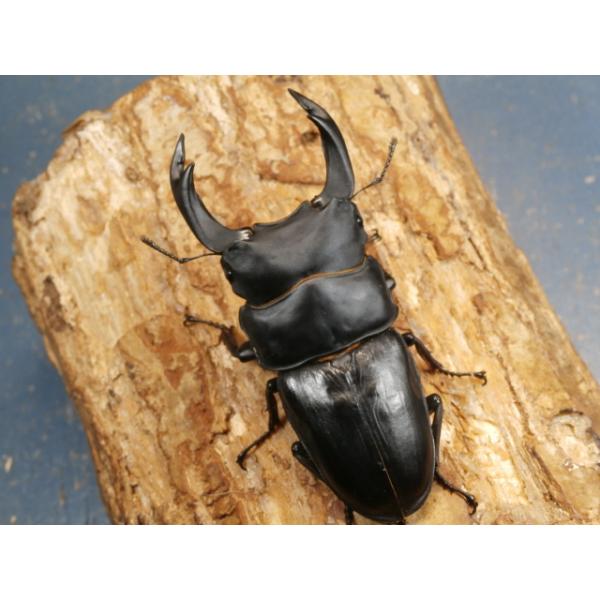 オオクワガタ♂♀ペア大阪府豊能郡能勢町　CBF1♂87ミリ　R7年7月羽化♀56ミリ　R7年6月羽化♂の上翅のわずかなコブと先端のずれがあります。♀の画像はございませんが、問題は無く完品です。当該商品は繁殖個体です。画像は出品個体です。