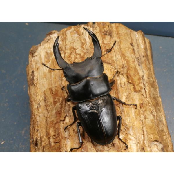 オオクワガタ♂♀ペア大阪府豊能郡能勢町　CBF1♂86ミリ　R7年7月羽化♀56ミリ　R7年6月羽化♂の腹部が膨らんでおり、左腹部が少し収まっていません。♀の画像はございませんが、問題は無く完品です。当該商品は繁殖個体です。画像は出品個体です。