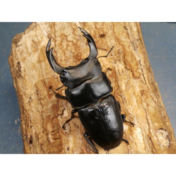 オオクワガタ♂♀ペア大阪府豊能郡能勢町　CBF1♂85ミリ　R7年7月羽化♀55ミリ　R7年6月羽化♂の上翅に傷があります。♀の画像はございませんが、問題は無く完品です。当該商品は繁殖個体です。画像は出品個体です。