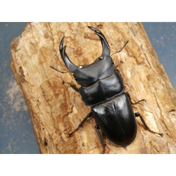 オオクワガタ♂♀ペア大阪府豊能郡能勢町　CBF1♂82ミリ　R7年7月羽化♀54ミリ　R7年6月羽化当該商品は繁殖個体です。画像は出品個体です。