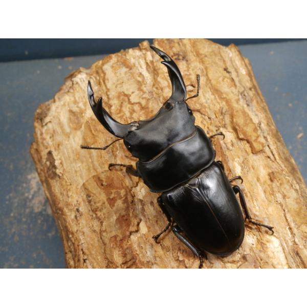 オオクワガタ♂♀ペア大阪府豊能郡能勢町　CBF1♂84ミリ　R7年7月羽化♀55ミリ　R7年7月羽化当該商品は繁殖個体です。画像は出品個体です。