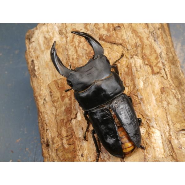 オオクワガタ♂♀ペア大阪府豊能郡能勢町　CBF1♂83ミリ　R7年7月羽化♀53ミリ　R7年7月羽化♂の上翅が開いており、アゴの開きに不具合があります。♀の画像はございませんが、問題は無く完品です。当該商品は繁殖個体です。画像は出品個体です。