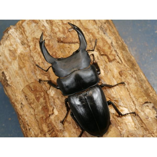 オオクワガタ♂♀ペア大阪府豊能郡能勢町　CBF1♂85ミリ　R7年7月羽化♀57ミリ　R7年7月羽化♀の腹部先端がほんのわずかに出ています。当該商品は繁殖個体です。画像は出品個体です。