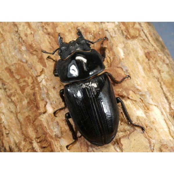 オオクワガタ♀単品大阪府豊能郡能勢町　CBF150〜52ミリ　R7年6〜7月羽化当該商品は繁殖個体です。画像は参考個体です。