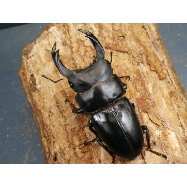 オオクワガタ♂♀ペア大阪府豊能郡能勢町　CBF1♂87ミリ　R7年7月羽化♀56ミリ　R7年6月羽化♂のアゴずれと頭楯の変形があります。♀の画像はございませんが、問題は無く完品です。当該商品は繁殖個体です。画像は出品個体です。