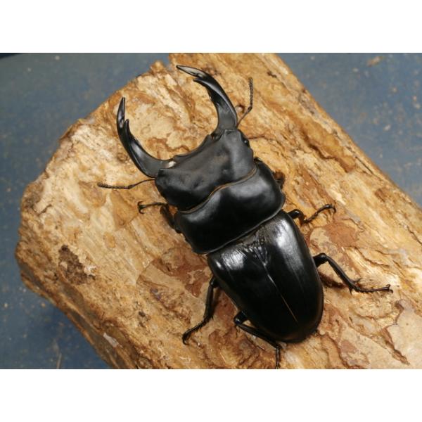 オオクワガタ♂♀ペア大阪府豊能郡能勢町　CBF1♂86ミリ　R7年7月羽化♀57ミリ　R7年7月羽化♂の上翅先端にわずかなズレと隙間があります。♀の画像はございませんが、問題は無く完品です。当該商品は繁殖個体です。画像は出品個体です。