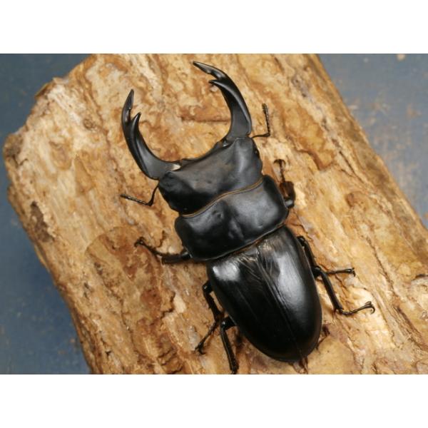 オオクワガタ♂♀ペア大阪府豊能郡能勢町　CBF1♂84ミリ　R7年7月羽化♀55ミリ　R7年7月羽化当該商品は繁殖個体です。画像は出品個体です。