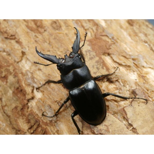 アマミノコギリ♂♀ペア鹿児島県奄美大島笠利町　CBF1♂42〜44ミリ　R7年9月羽化♀28〜30ミリ　R7年9月羽化画像は参考個体（出品個体含む）です。