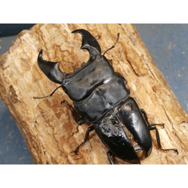 スマトラヒラタ♂♀ペアスマトラ島　アチェ　CBF1♂94ミリ　　 R7年7月羽化♀51ミリ　 　R7年6月羽化♂の上翅が膨らみ、開いてます。右顎にへこみがあります。画像は出品個体です。