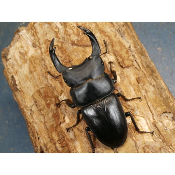 オオクワガタ♂♀ペア大阪府豊能郡能勢町　CBF1♂84ミリ　R7年6〜7月羽化♀53〜54ミリ　R7年6〜7月羽化明記するほどの欠点はございませんが、わずかな傷やへこみはご了承下さい。当該商品は繁殖個体です。画像は参考個体です。