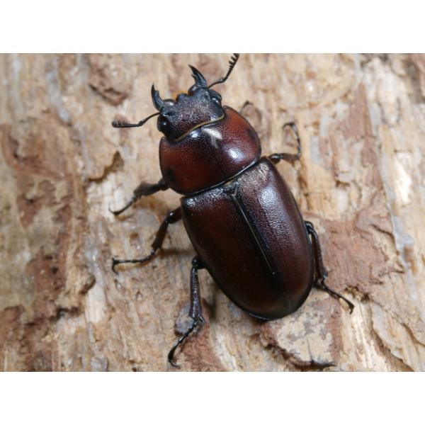 トカラノコギリ♀単品トカラ列島　悪石島　CBF1♀34ミリ　R7年7月羽化画像は参考個体（出品個体含む）です。