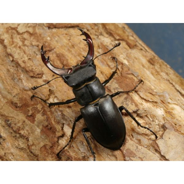 ヨーロッパミヤマ♂♀ペアフランス南部　CBF1♂54〜55ミリ　　R7年7月羽化♀36〜37ミリ　　R7年7月羽化画像は参考個体（出品個体含む）です。