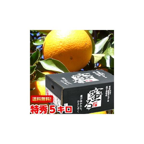  宮川早生みかん 特秀品 M サイズ