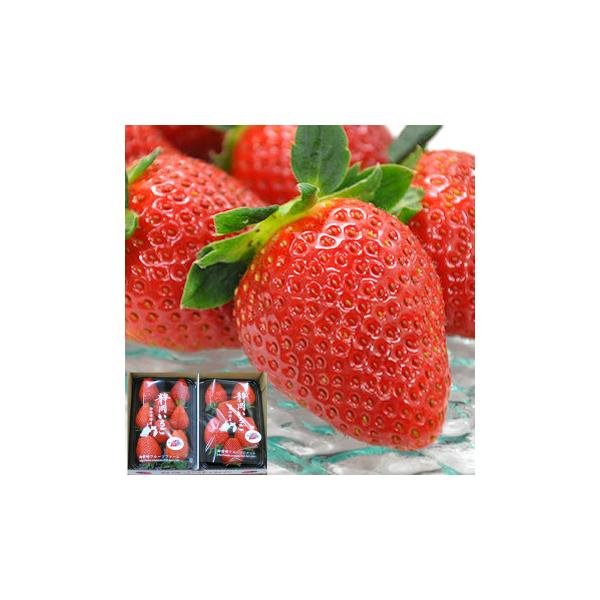 ●商品内容：静岡県産いちご 280g×2パック<br>きらぴ香or紅ほっぺor紅かおりスターナイトororかおり野or恋みのり※上記品種の中から当日収穫されている2品種を選抜してお届けいたします。品種が違うため粒数は異なります。...