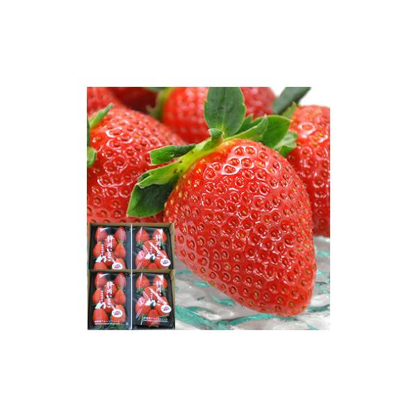 ●内容：静岡県産いちご 280g×4パックきらぴ香or紅ほっぺorスターナイトor紅かおりorかおり野or恋みのり※上記品種の中から当日収穫されている4品種を選抜してお届けいたします。品種が違うため粒数は異なります。ご了承ください。●配達希...