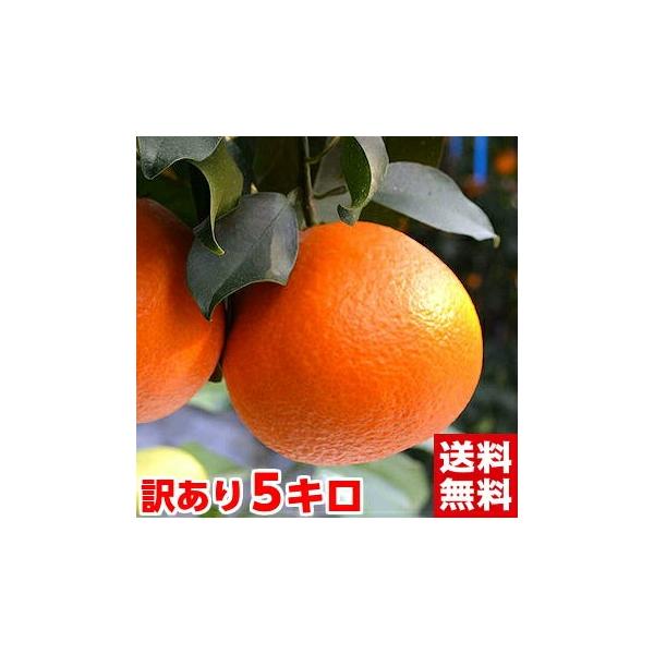 Ε Mtg QY g܂ǂ 󂠂5kg