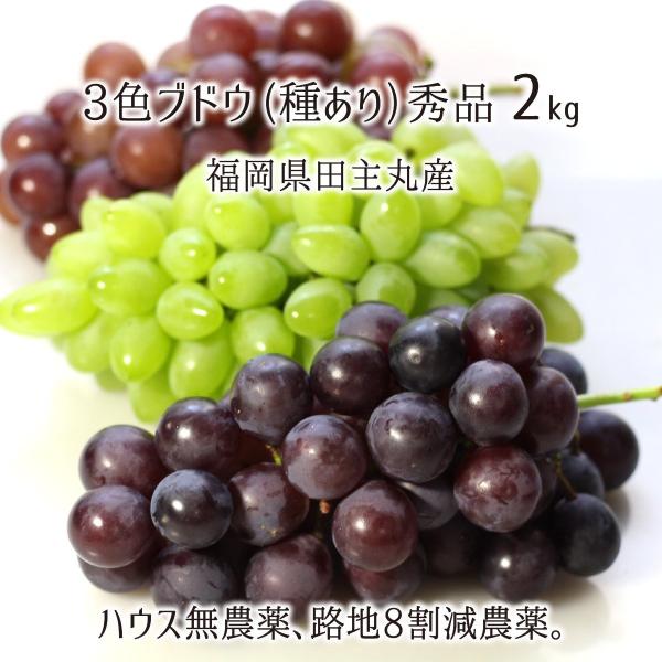 黒系 赤系 緑系 3色葡萄詰合せ 秀品 2kg 種あり葡萄 ハウス無農薬 路地8割減農薬 無化学肥料栽培 4 6房 福岡県田主丸産 ブドウ 7月下旬 9月中旬 送料無料 Fonk101 産直 むすび 通販 Yahoo ショッピング