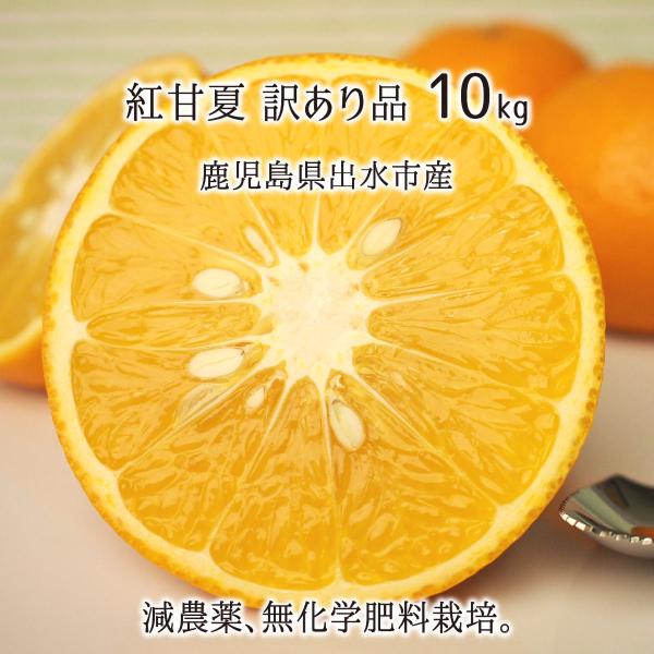 紅甘夏 訳あり サイズ混載 10kg 鹿児島県出水市産 減農薬 無化学肥料