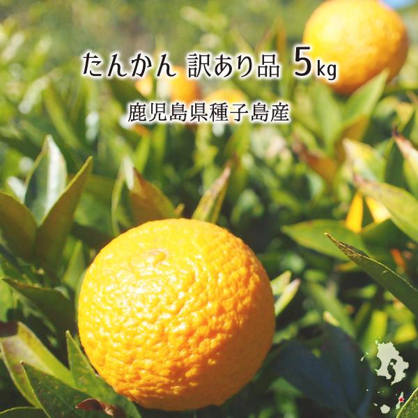 たんかん 訳あり品 5kg サイズ混合 鹿児島種子島産 タンカン 2月中旬