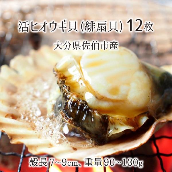 活 ヒオウギ貝 12枚 殻長 7 9cm 重量 90 130g 大分県佐伯市蒲江産 緋扇貝 桧扇貝 天然色 送料無料 代引不可 Oims001 産直 むすび 通販 Yahoo ショッピング