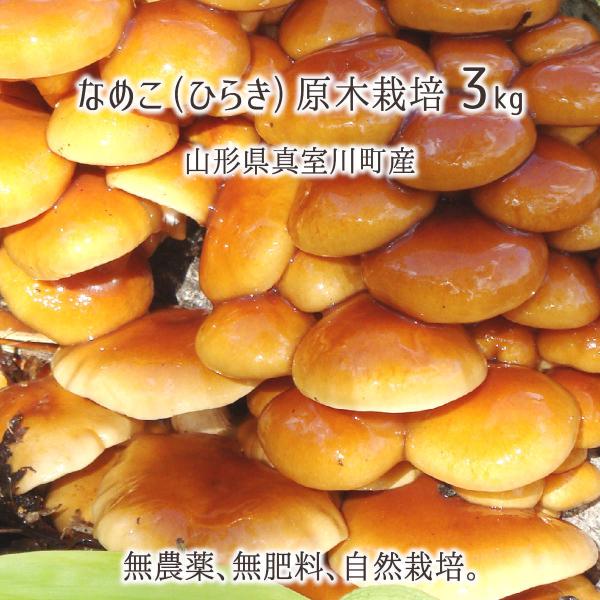 原木なめこ 3kg(ひらき) 山形県真室川町産 無農薬 無肥料 自然栽培